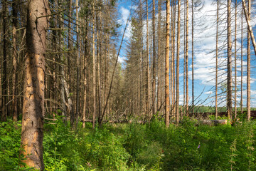 Fototapeta premium Old abandoned forest road at the edge of the forest