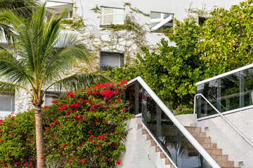 Fototapeta na wymiar Red bougainvillea flowers in tropical city of Miami, Florida with entrance steps stairs to apartment building in South Beach