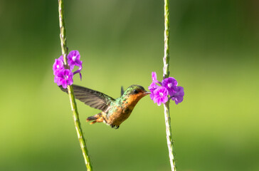 Second smallest bird in the world, the Tufted Coquette feeding on a purple Vervain flower in warm lighting.