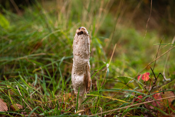 An autumnal 3 shot HDR image of the Shaggy Ink Cap, Coprinus comatus, aka Lawyers wig and Shaggy Mane, in Moidart, Scotland.