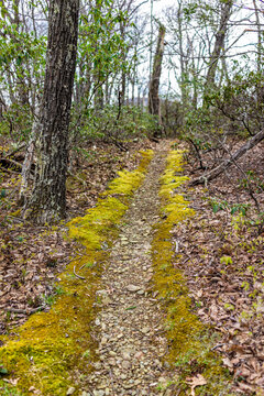 Hiking Hike Nature Mossy Devil's Knob Trail Trail Through Woods Forest In Spring At Wintergreen Resort In Blue Ridge Mountains With Moss