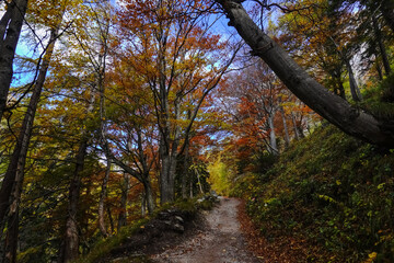 Obraz premium amazing colors from autumn on a smal hiking path through a mountain forest