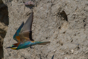 Fototapeta na wymiar Bee-eater