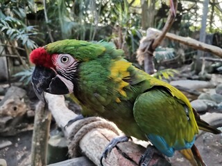 Guacamaya