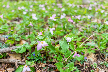Many wild soft pink trillium wildflowers flowers in early spring field at Virginia Blue Ridge Mountains parkway of Wintergreen Resort on hiking hike nature forest woods trail
