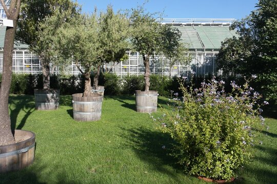 Olive trees in wooden pots near glass greenhouse in the  botanical garden in Munich, sunny evening Germany. 
