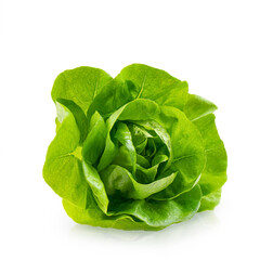 Fresh head of Butterhead lettuce or Bibb, Boston salad. Green leaves of plant, hydroponic vegetable isolated on white backdrop with reflection and soft shadow. Design element for product label