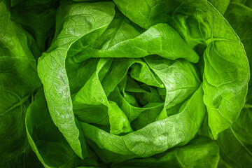 Closeup of leaves lettuce head with strong detailed texture and dark gradient at edges. Top view of fresh Butterhead lettuce or Bibb, Boston, Arctic King salad. Natural background. - obrazy, fototapety, plakaty
