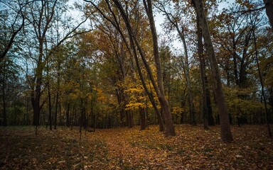 Fototapeta premium autumn in the park