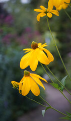 A yellow Rudbeckia or yellow coneflower seen in a pond garden in the Netherlands