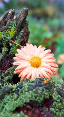 A Salmon pink Chrysanthemum indicum or Indian chrysanthemum flower is lying on a moss overgrown tree trunk.  The sort is probably Chrysanthemum x hortorum 'Kleiner Bernstein' 