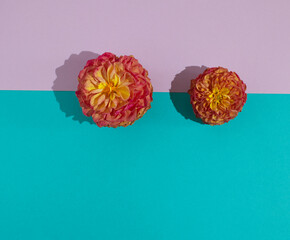 Two orange zinnia (youth-and-age) blooms on a pastel purple and turquoise background. Contrast concept. Minimalist floral layout. Creative anniversary, wedding or party invitation template. Copy space