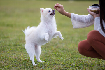 White pomeranian stand up for snack at park