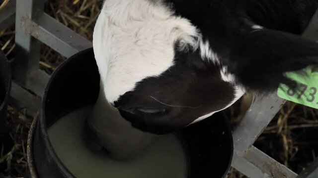 Calf behind fence drinking milk from bucket