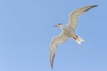 Bird in flight - Back-naped Tern