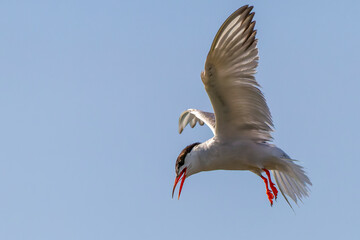 Bird in flight - Back-naped Tern