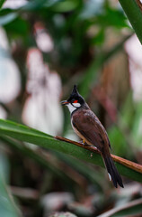 red winged blackbird