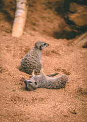 Fototapeta premium meerkat on the lookout