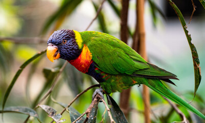 rainbow lorikeet parrot