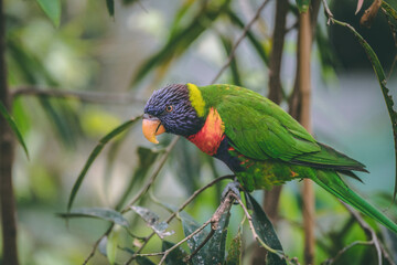 rainbow lorikeet parrot