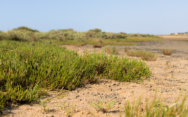 Salicornia europaea. Ria Formosa, Algarve, Portugal