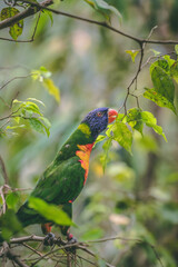 rainbow lorikeet on branch