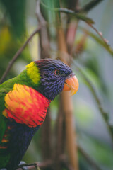 rainbow lorikeet parrot