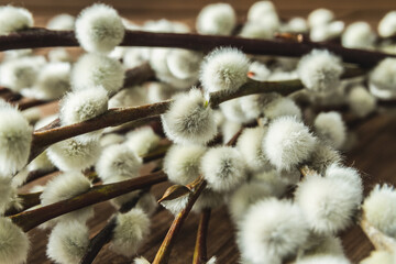 Pussy willow branches with white catkins. © Longfin Media