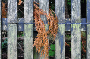 Old Wooden Fence with Close Up of Dried Fern Leaves