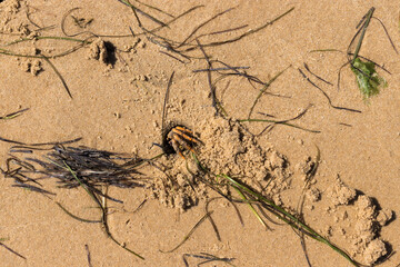 Crab hole in the sand, Ria Formosa, Algarve