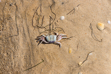 Crab closeup in the sand, Ria Formosa, Algarve