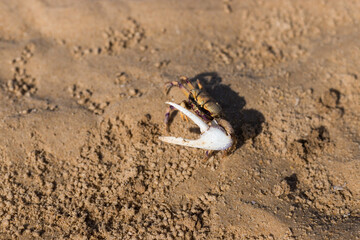 Crab closeup in the sand, Ria Formosa, Algarve