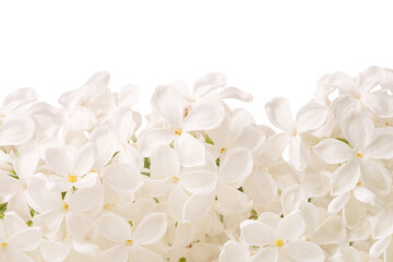 Naklejka na ściany i meble Lilac white flower