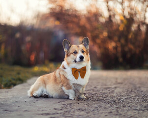 portrait of a cute corgi dog sitting in a sunny garden