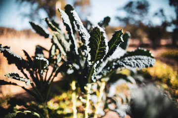 Kale 1