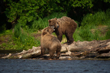 Obraz premium Young brown bears playing on the lake in Kamchatka, Russia