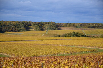 Fototapeta premium VIGNES DE CHABLIS VIGNOBLE GRAND CRU LES CLOS