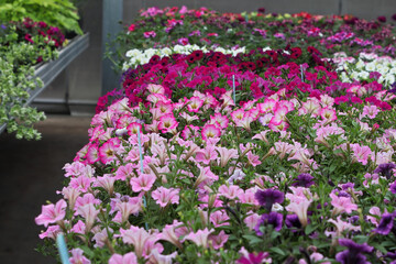 Fototapeta na wymiar Tables of petunias growing in a greenhouse nursery