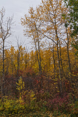 Cloudy Skies over an Autumn Forest