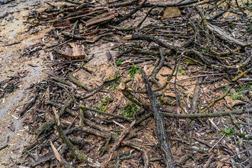 Destroyed tree branches on the ground. Outdoor damaged unprooted tree laying on the ground.
