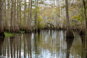 Obraz premium lake in the forest