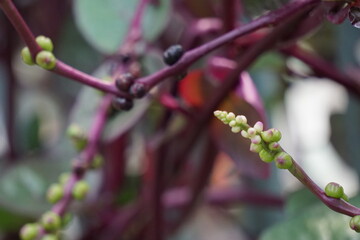 Anredera cordifolia (Also called Madeira vine, mignonette vine) with a natural background