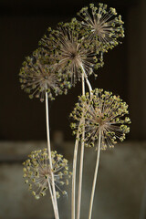 Bouquet of dry onion inflorescences