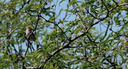 Canario en árbol