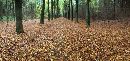 Beech tree lane Echten forest Drenthe Netherlands. Fallen leaves. Panorama.