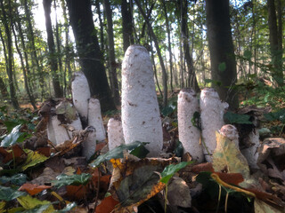 Mushrooms in forest. Kuinderbos. Noordoostpolder. Kuinre Netherlands.