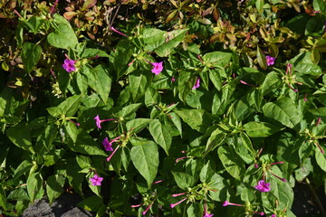 Marvel of Peru flowers. Native to South America, Nyctaginaceae evergreen perennial plants. Blooms from evening to next morning. The roots are used for crude drugs. 