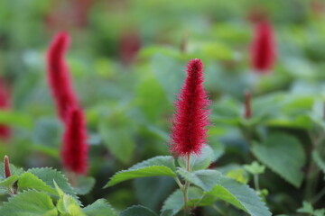 red flowers in garden