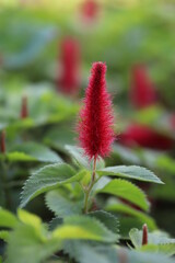 red flowers in garden