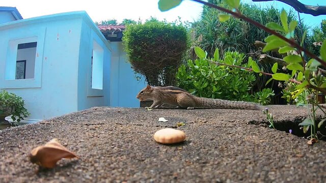 chipmunk finds a cracker in the garden